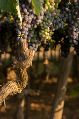 Close Up of Grapes in August Before the Grape Harvest