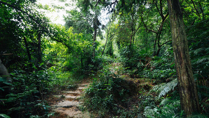 Fototapeta na wymiar view of tropical asian jungle after rain in summer