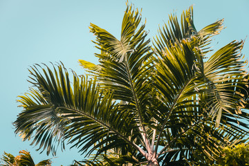 Green palm trees against clear blue sky. Minimal