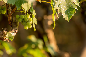 Close Up of Grapes in August Before the Grape Harvest