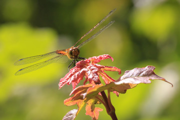 Common Darter (Sympetrum striolatum) front