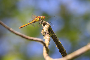 Common Darter (Sympetrum striolatum) Side view