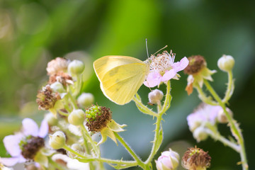Pieris brassicae, the large white or cabbage butterfly pollinating