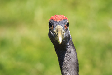 Closeup of a red-crowned crane (Grus japonensis), also called the Manchurian crane or Japanese crane bird
