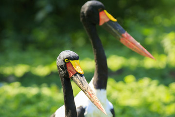 Close up of a saddle-billed stork (Ephippiorhynchus senegalensis) standing in a green meadow