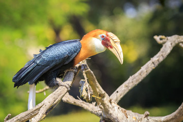 Closeup portrait of a male Blyth's hornbill (Rhyticeros plicatus), or Papuan hornbill in a green forest