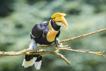 Closeup portrait of a Great hornbil, great Indian hornbill or great pied hornbill, Buceros bicornis, bird. © Sander Meertins