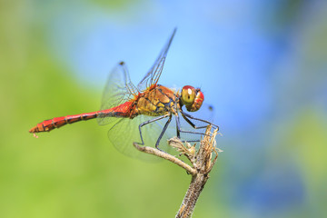 Closeup of a male red colored Ruddy darter (Sympetrum sanguineum) resting in sunlight in a meadow