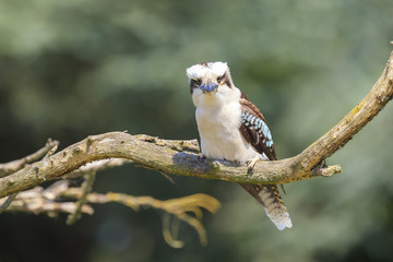 Closeup of a laughing kookaburra, Dacelo novaeguineae, kingfisher bird
