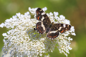 Bright top view on wings of a map butterfly close-up portrait