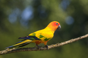 Closeup of sun parakeet or sun conure Aratinga solstitialis, bird.