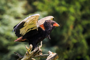 Closeup of a bateleur Terathopius ecaudatus eagle, bird of prey, perched on a branch with open wings
