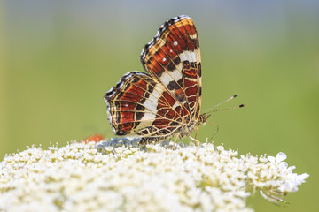 The map butterfly araschnia levana close-up portrait side view