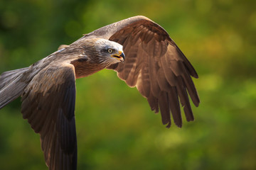 Black kite Milvus migrans in flight hunting