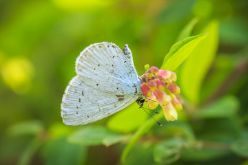 holly blue Celastrina argiolus butterfly pollinating
