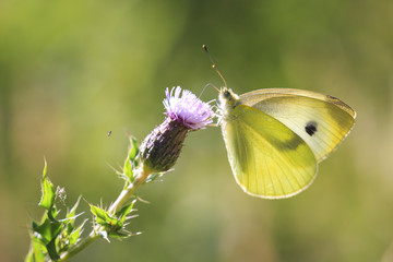 Small white butterfly Pieris rapae pollinating on a purple thistle flower