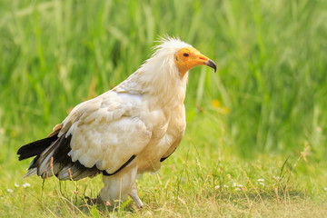 Egyptian vulture (Neophron percnopterus) bird of prey, closeup in a green meadow