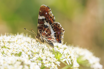 The map butterfly araschnia levana close-up portrait side view