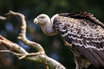 Ruppell's griffon vulture Gyps rueppellii perched closeup portrait