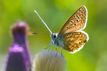 Female Common Blue butterfly Polyommatus icarus pollinating closeup