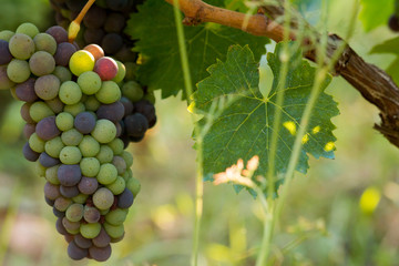 Close Up of Grapes in August Before the Grape Harvest