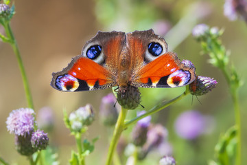 Peacock butterfly Inachis io perching, wings detail