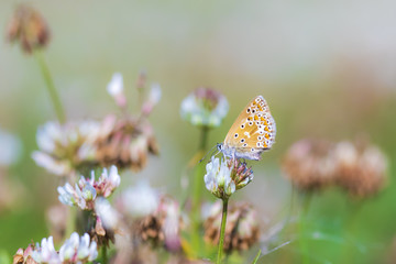 Female Common Blue butterfly Polyommatus icarus pollinating closeup