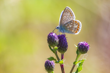 Female Common Blue butterfly Polyommatus icarus pollinating closeup