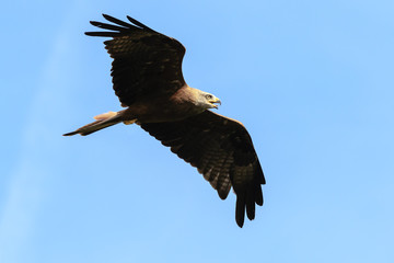 Black kite Milvus migrans in flight hunting