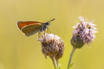 Essex skipper butterfly (Thymelicus lineola) feeding and pollinating