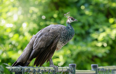 Closeup of a beautiful female, Indian peafowl or blue peafowl Pavo cristatus  peahen bird, perched on a fence