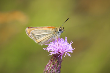 Essex skipper butterfly (Thymelicus lineola) feeding and pollinating