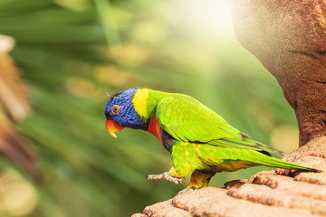 rainbow lorikeet (Trichoglossus moluccanus)