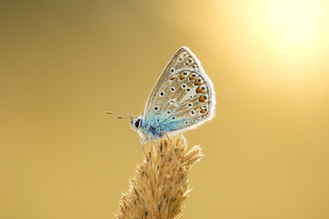 Common Blue butterfly, Polyommatus icarus resting in colorful sunset