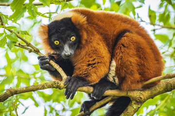 Obraz premium Red Ruffed Lemur Varecia rubra looking down from a tree