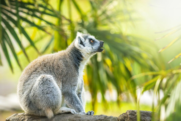 Ring-tailed lemur Lemur catta in a forest with bright and vivid colors