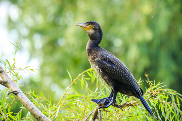Great black Cormorant, Phalacrocorax carbo, perched in a tree