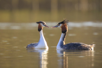 Great crested grebe Podiceps cristatus mating during Springtime