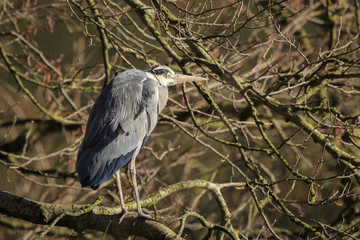 Great blue heron, Ardea herodias, foraging in a forest