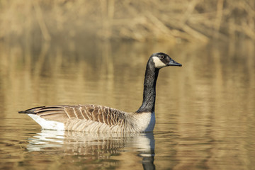 Canadian goose Branta canadensis close up