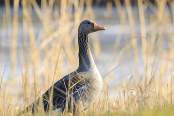 Greylag goose, Anser anser, resting in a meadow durng Springtime season