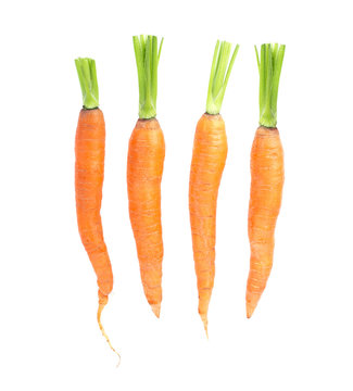 fresh carrots on white background