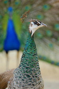 Vertical image of green and white female peacock with crest, close up image, blurry colorful blue and green male standing in background