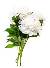 Bouquet of white peonies isolated on white background