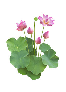 Lotus flower with Lotus leaf on white