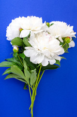 White peonies on bright background