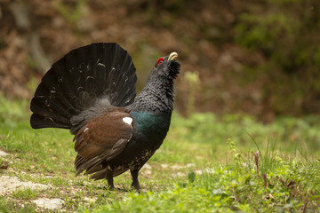 Auerhahn in der Balz