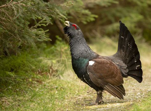 Auerhahn in der Balz