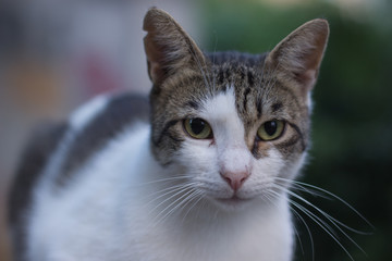 soft focus street cat close animal portrait looking at camera in unfocused urban environment