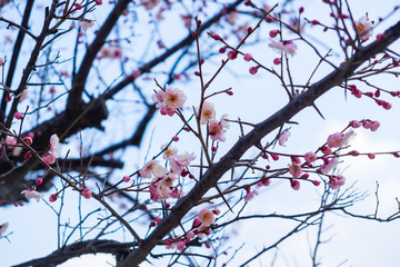 tree spring beautiful